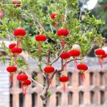 1 Bịt LỒNG ĐÈN NHUNG - Loại Bịt 9 Trái
