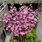 1 CÀNH HOA MAI Hoặc 1 Cành ĐÀO TẾT