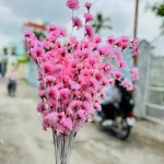 Combo 10 CÀNH ĐÀO RÂU Nhiều Màu