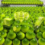 Kem Body Bưởi Mỹ Phẩm SON Group